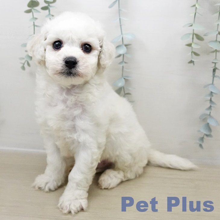 東京都のビションフリーゼ (ペッツワン 青梅インター店/2025年10月31日生まれ/男の子/ホワイト)の子犬の1枚目の画像