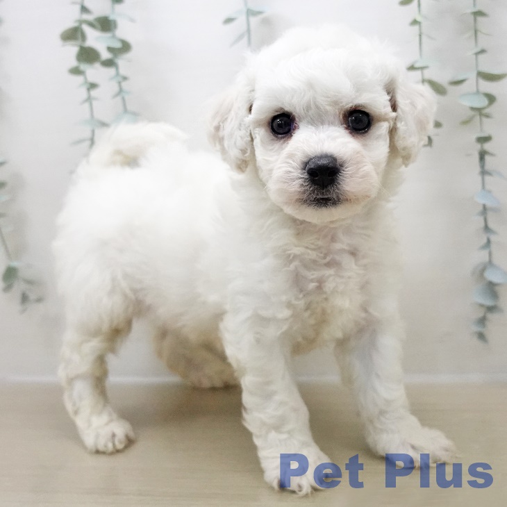 東京都のビションフリーゼ (ペッツワン 青梅インター店/2025年10月31日生まれ/男の子/ホワイト)の子犬の2枚目の画像