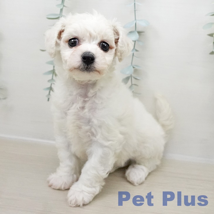 長野県のビションフリーゼ (ペットプラス 須坂店/2025年10月31日生まれ/女の子/ホワイト)の子犬の1枚目の画像