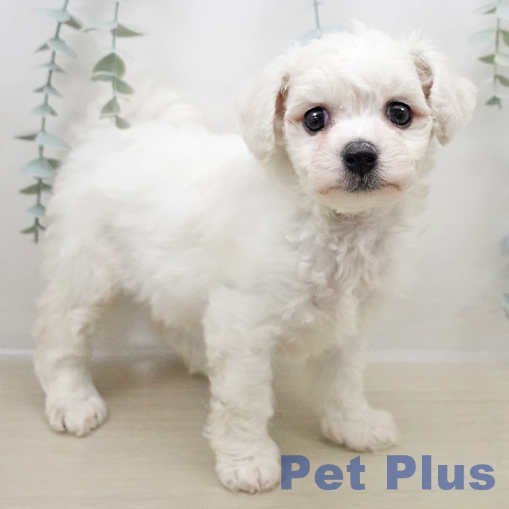 長野県のビションフリーゼ (ペットプラス 須坂店/2025年10月31日生まれ/女の子/ホワイト)の子犬の2枚目の画像