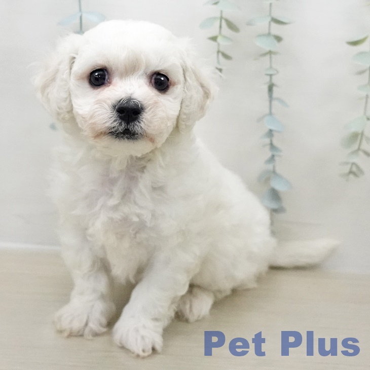 埼玉県のビションフリーゼ (ペッツワン 新座店/2025年10月31日生まれ/女の子/ホワイト)の子犬の1枚目の画像