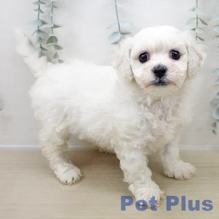 埼玉県のビションフリーゼ (ペッツワン 新座店/2025年10月31日生まれ/女の子/ホワイト)の子犬の2枚目の画像