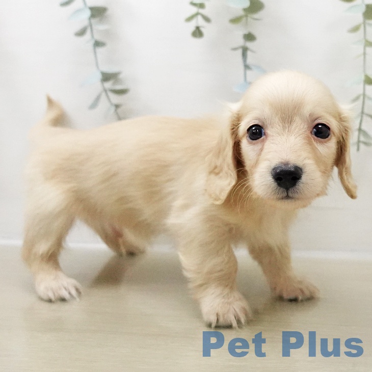 福島県のカニンヘンダックスフンド(ロング) (ペットプラス 福島店/2025年11月1日生まれ/男の子/イエロー)の子犬の1枚目の画像