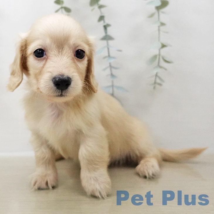 福島県のカニンヘンダックスフンド(ロング) (ペットプラス 福島店/2025年11月1日生まれ/男の子/イエロー)の子犬の2枚目の画像