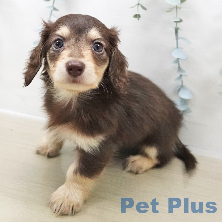 千葉県のカニンヘンダックスフンド(ロング) (ペットプラス 幕張新都心店/2025年11月1日生まれ/女の子/チョコレートイエロー)の子犬の1枚目の画像