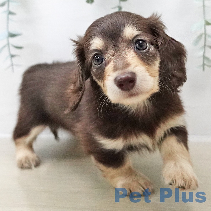 千葉県のカニンヘンダックスフンド(ロング) (ペットプラス 幕張新都心店/2025年11月1日生まれ/女の子/チョコレートイエロー)の子犬の2枚目の画像