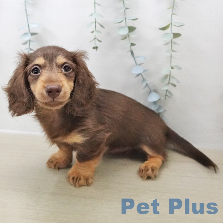 岩手県のカニンヘンダックスフンド(ロング) (ペットプラス 盛岡南店/2025年10月24日生まれ/男の子/チョコレートタン)の子犬の1枚目の画像