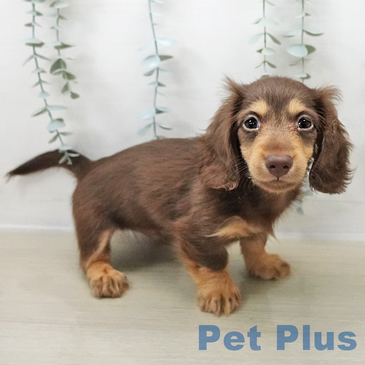 岩手県のカニンヘンダックスフンド(ロング) (ペットプラス 盛岡南店/2025年10月24日生まれ/男の子/チョコレートタン)の子犬の2枚目の画像