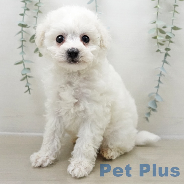 千葉県のビションフリーゼ (ペットプラス 船橋店/2025年11月1日生まれ/男の子/ホワイト)の子犬の1枚目の画像