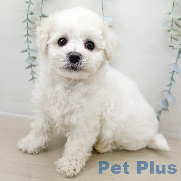 千葉県のビションフリーゼ (ペットプラス 幕張新都心店/2025年11月1日生まれ/男の子/ホワイト)の子犬の1枚目の画像