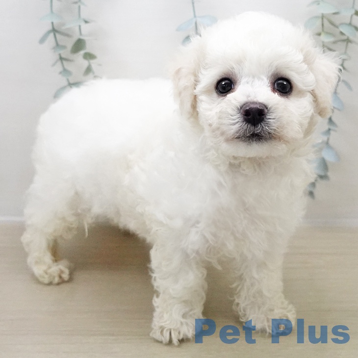 千葉県のビションフリーゼ (ペットプラス 幕張新都心店/2025年11月1日生まれ/男の子/ホワイト)の子犬の2枚目の画像