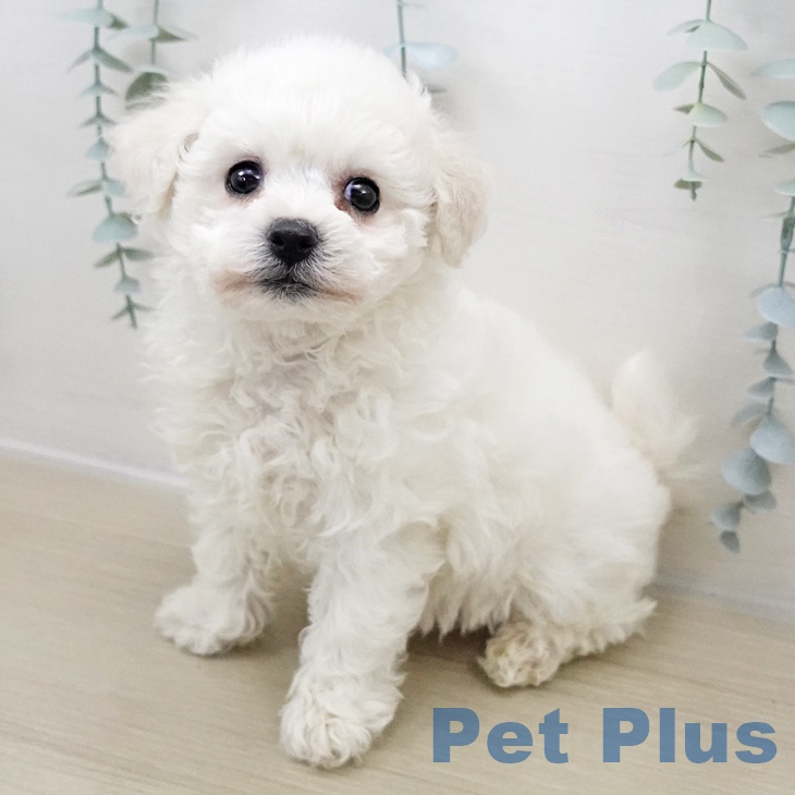 埼玉県のビションフリーゼ (ペットプラス ららぽーと新三郷店/2025年11月1日生まれ/女の子/ホワイト)の子犬の1枚目の画像