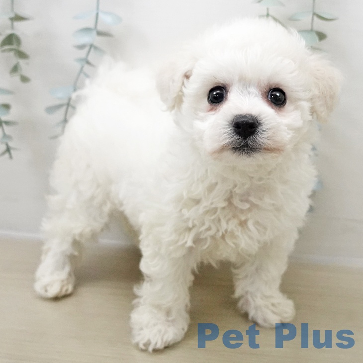 埼玉県のビションフリーゼ (ペットプラス ららぽーと新三郷店/2025年11月1日生まれ/女の子/ホワイト)の子犬の2枚目の画像