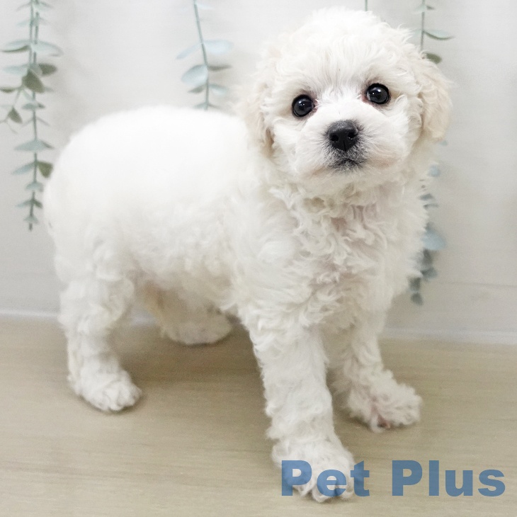 神奈川県のビションフリーゼ (ペットプラス 川崎ルフロン店/2025年11月1日生まれ/女の子/ホワイト)の子犬の1枚目の画像