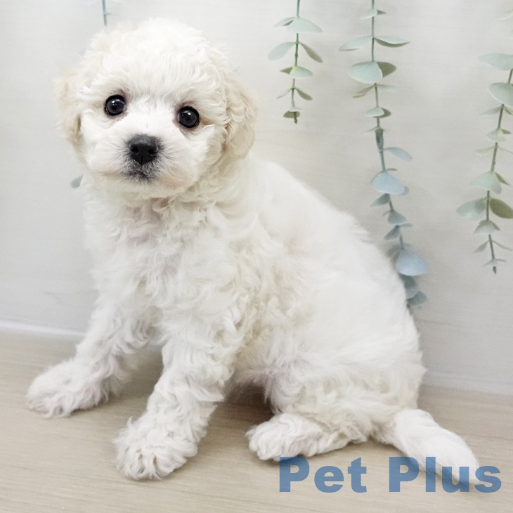 神奈川県のビションフリーゼ (ペットプラス 川崎ルフロン店/2025年11月1日生まれ/女の子/ホワイト)の子犬の2枚目の画像