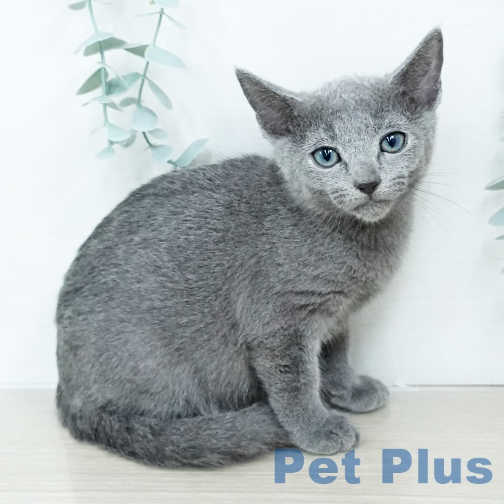 茨城県のロシアンブルー (ペットプラス つくば店/2025年10月22日生まれ/女の子/ブルー)の子猫の2枚目の画像
