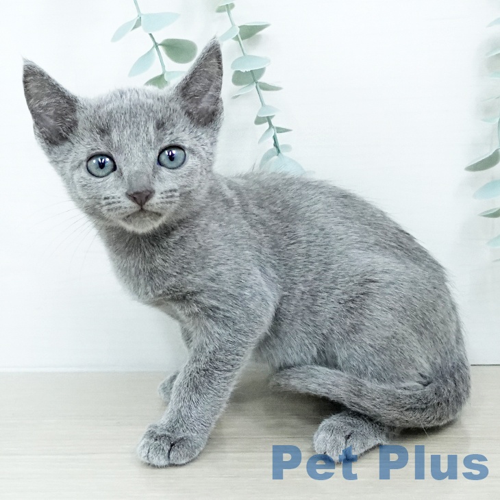 東京都のロシアンブルー (ペッツワン 南砂町SUNAMO店/2025年10月22日生まれ/男の子/ブルー)の子猫の1枚目の画像