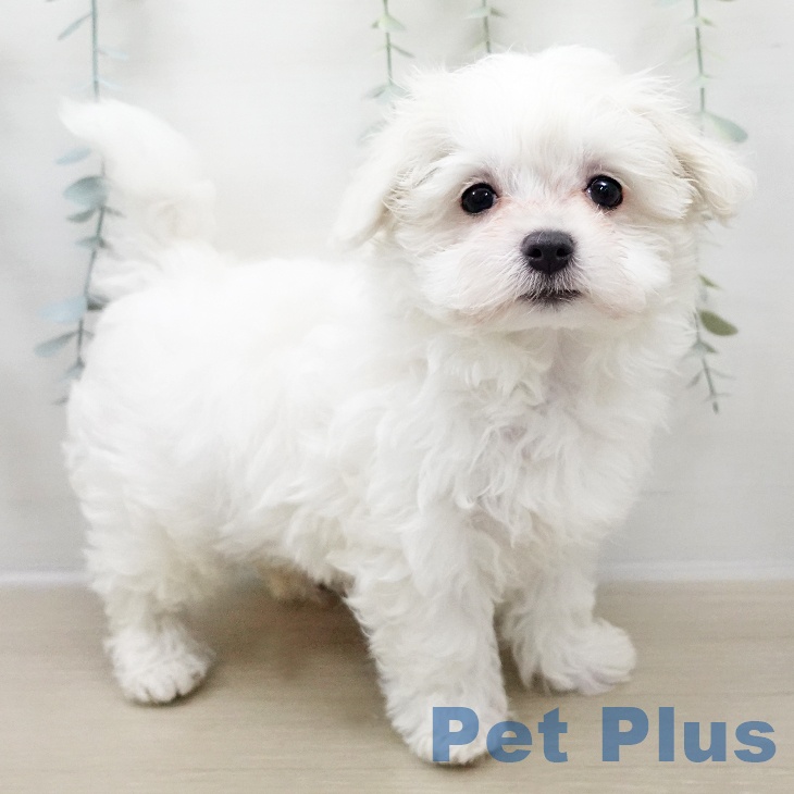 千葉県のマルチーズ (ペットプラス ユーカリが丘店/2025年11月2日生まれ/男の子/ホワイト)の子犬の1枚目の画像