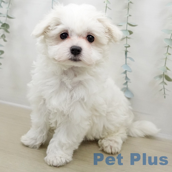 千葉県のマルチーズ (ペットプラス ユーカリが丘店/2025年11月2日生まれ/男の子/ホワイト)の子犬の2枚目の画像