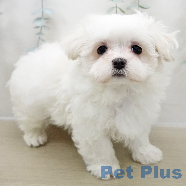 宮城県のマルチーズ (ペットプラス 仙台泉大沢店/2025年11月2日生まれ/男の子/ホワイト)の子犬の1枚目の画像