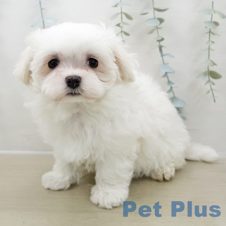 宮城県のマルチーズ (ペットプラス 仙台泉大沢店/2025年11月2日生まれ/男の子/ホワイト)の子犬の2枚目の画像