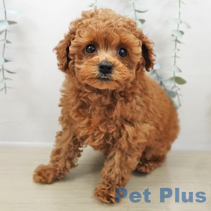 東京都のトイプードル(トイ) (ペットプラス アクアシティお台場店/2025年10月26日生まれ/男の子/レッド)の子犬の1枚目の画像