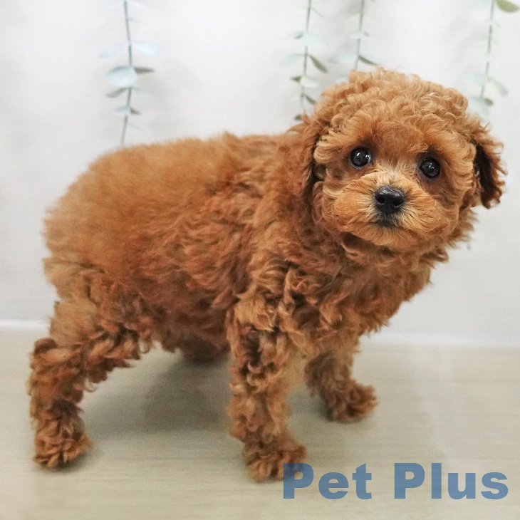 東京都のトイプードル(トイ) (ペットプラス アクアシティお台場店/2025年10月26日生まれ/男の子/レッド)の子犬の2枚目の画像