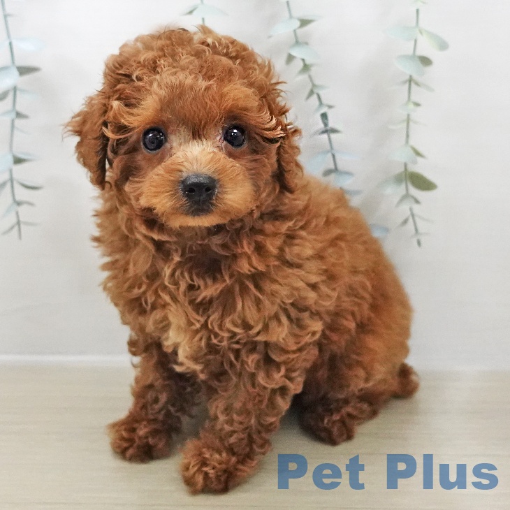山梨県のトイプードル(トイ) (ペットプラス 甲府昭和店/2025年10月27日生まれ/男の子/レッド)の子犬の1枚目の画像