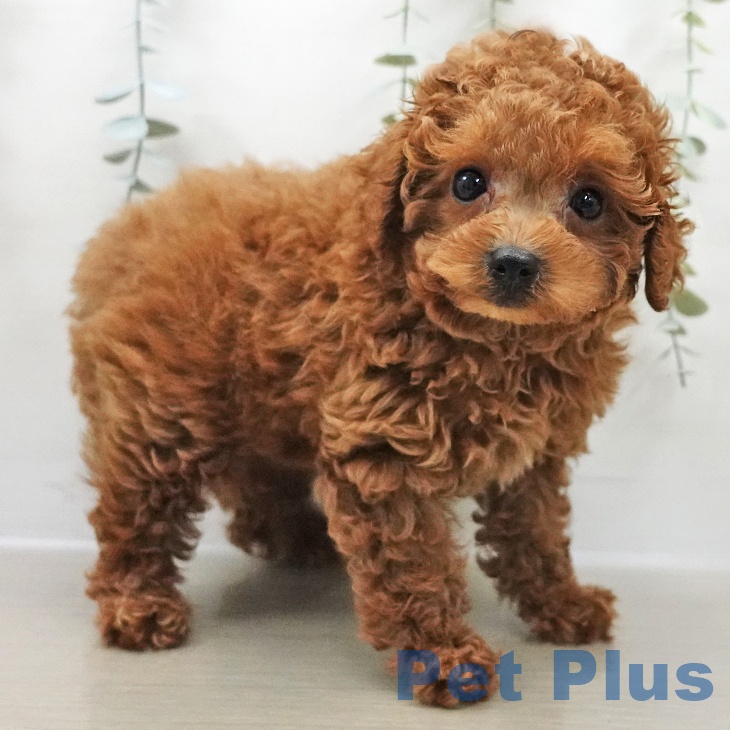 山梨県のトイプードル(トイ) (ペットプラス 甲府昭和店/2025年10月27日生まれ/男の子/レッド)の子犬の2枚目の画像