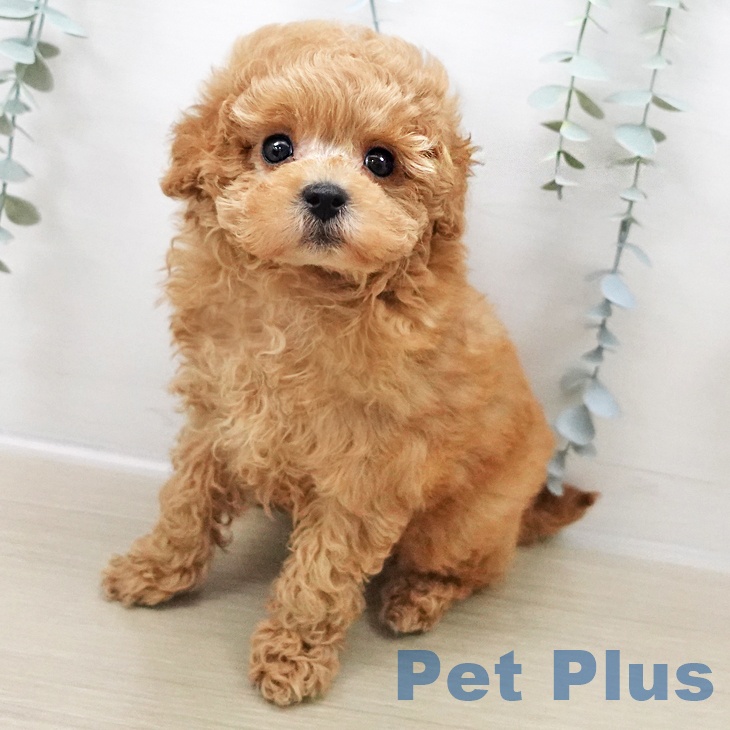 茨城県のトイプードル(トイ) (ペットプラス つくば店/2025年11月2日生まれ/男の子/オレンジフォーン)の子犬の1枚目の画像