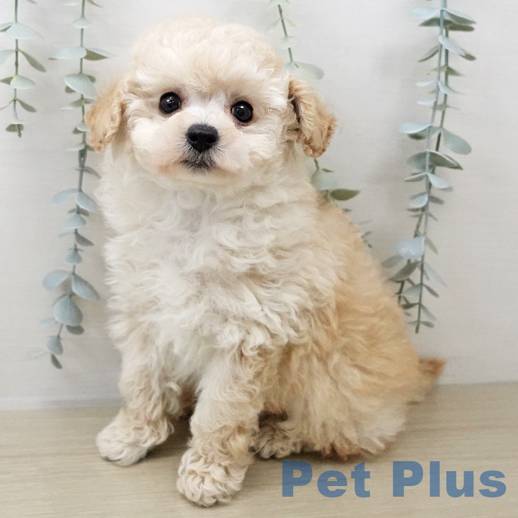 長野県のトイプードル(トイ) (ペットプラス 須坂店/2025年11月2日生まれ/男の子/ペールフォーン)の子犬の1枚目の画像