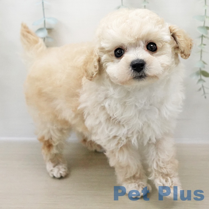 長野県のトイプードル(トイ) (ペットプラス 須坂店/2025年11月2日生まれ/男の子/ペールフォーン)の子犬の2枚目の画像