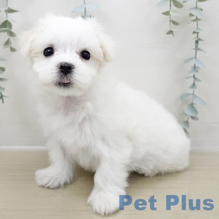 埼玉県のマルチーズ (ペットプラス 浦和美園店/2025年11月2日生まれ/男の子/ホワイト)の子犬の1枚目の画像