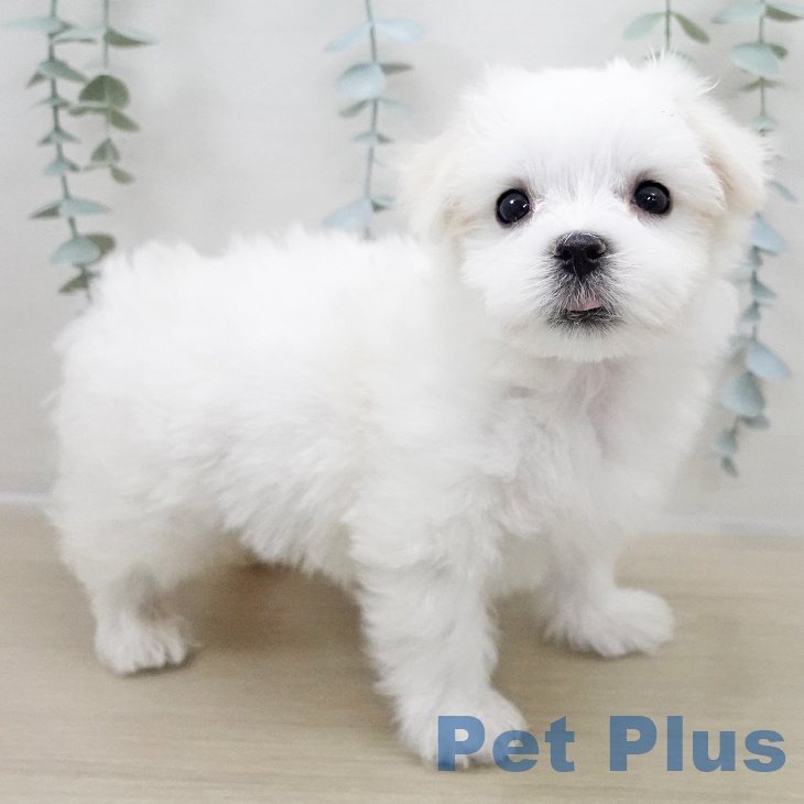 埼玉県のマルチーズ (ペットプラス 浦和美園店/2025年11月2日生まれ/男の子/ホワイト)の子犬の2枚目の画像