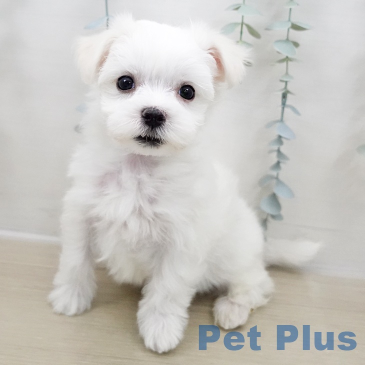 宮城県のマルチーズ (ペットプラス 仙台上杉店/2025年11月2日生まれ/男の子/ホワイト)の子犬の1枚目の画像