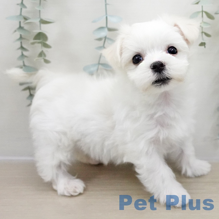 宮城県のマルチーズ (ペットプラス 仙台上杉店/2025年11月2日生まれ/男の子/ホワイト)の子犬の2枚目の画像