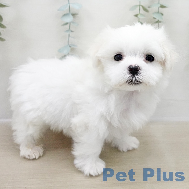 埼玉県のマルチーズ (ペットプラス コクーンシティ店/2025年11月2日生まれ/男の子/ホワイト)の子犬の1枚目の画像