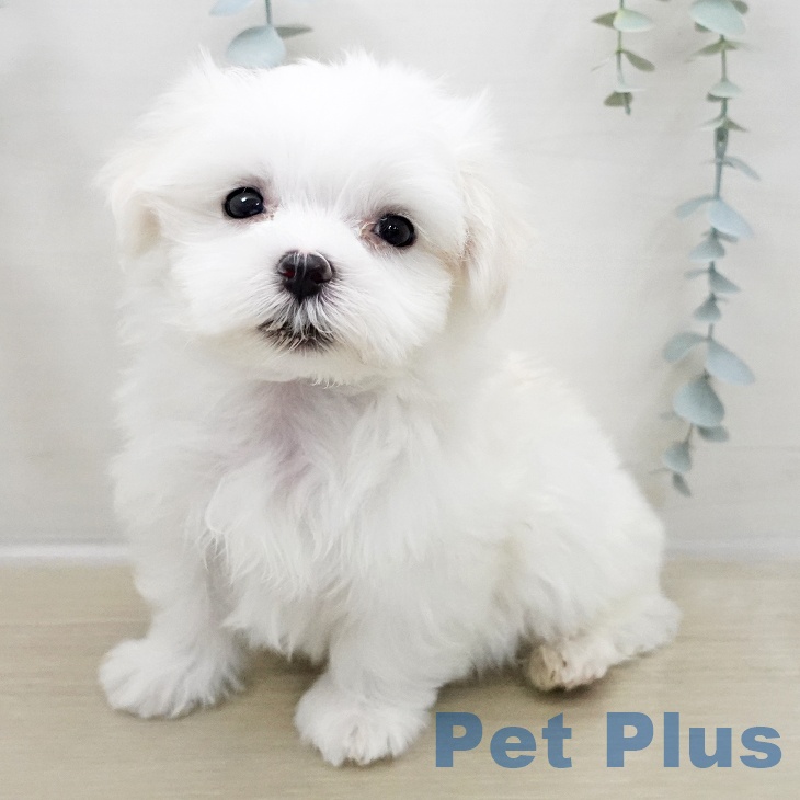 埼玉県のマルチーズ (ペットプラス コクーンシティ店/2025年11月2日生まれ/男の子/ホワイト)の子犬の2枚目の画像
