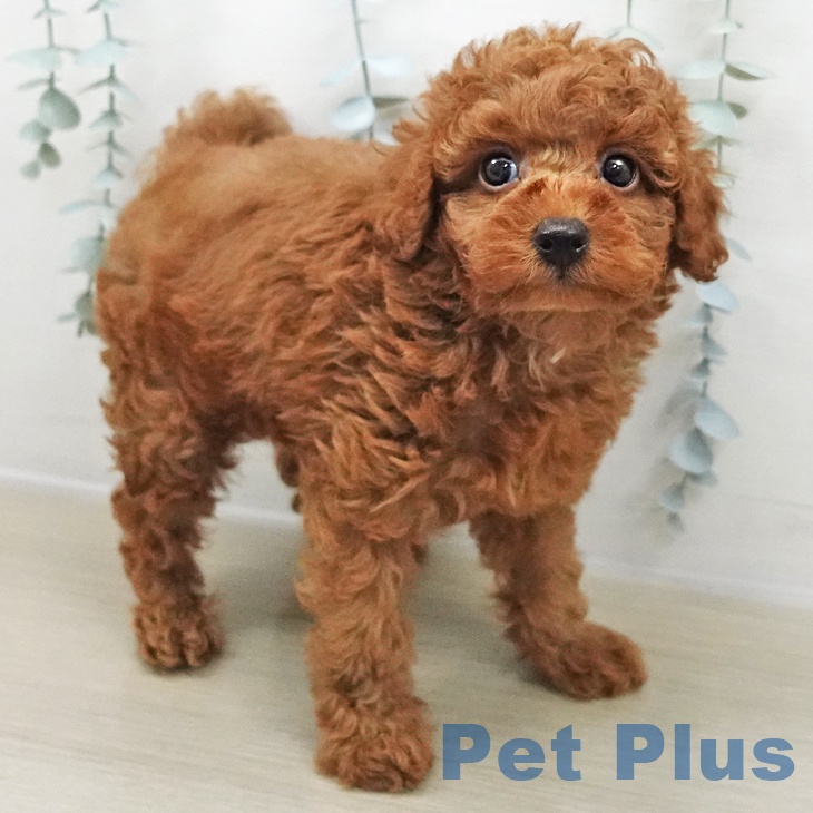 千葉県のトイプードル(トイ) (ペットプラス コトエ流山おおたかの森店/2025年11月2日生まれ/男の子/レッド)の子犬の1枚目の画像