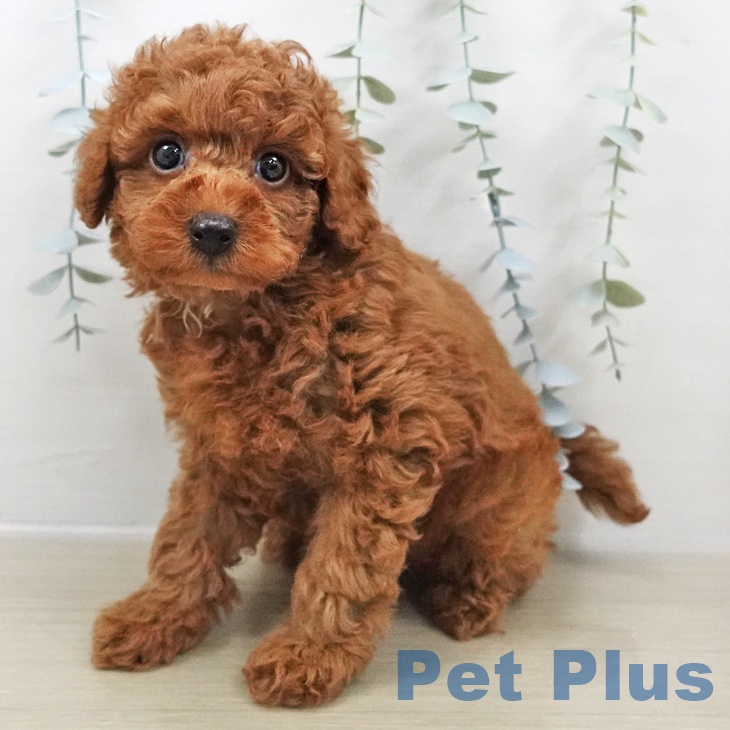 千葉県のトイプードル(トイ) (ペットプラス コトエ流山おおたかの森店/2025年11月2日生まれ/男の子/レッド)の子犬の2枚目の画像