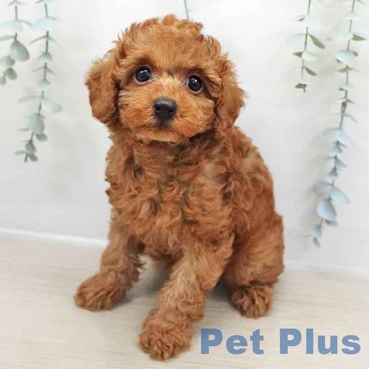 山形県のトイプードル(トイ) (ペットプラス 天童店/2025年11月2日生まれ/男の子/レッド)の子犬の1枚目の画像