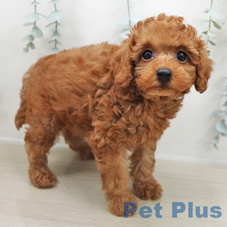 山形県のトイプードル(トイ) (ペットプラス 天童店/2025年11月2日生まれ/男の子/レッド)の子犬の2枚目の画像