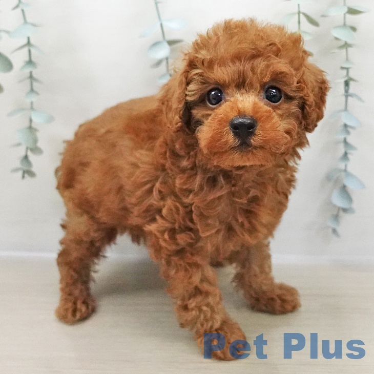 宮城県のトイプードル(トイ) (ペットプラス 仙台上杉店/2025年11月2日生まれ/男の子/レッド)の子犬の1枚目の画像