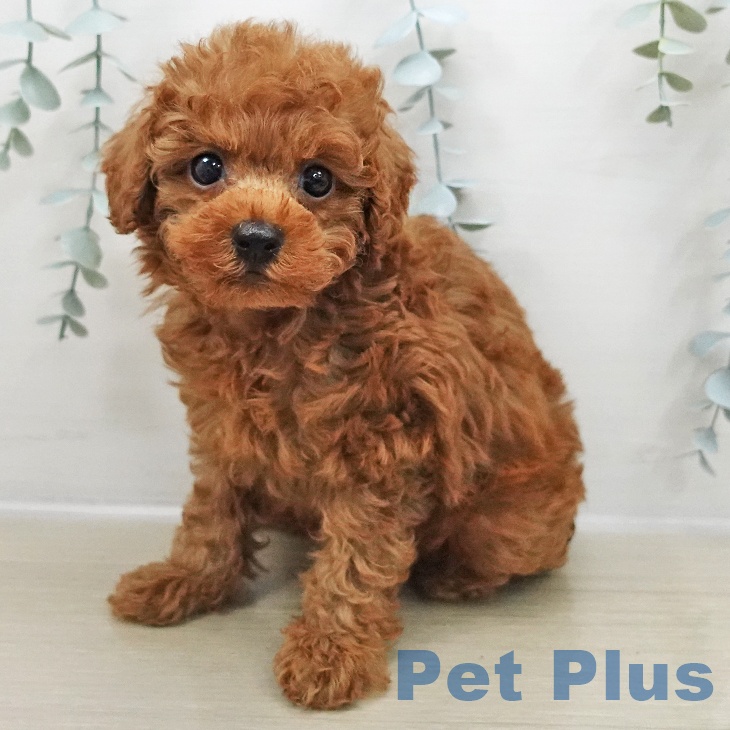 宮城県のトイプードル(トイ) (ペットプラス 仙台上杉店/2025年11月2日生まれ/男の子/レッド)の子犬の2枚目の画像