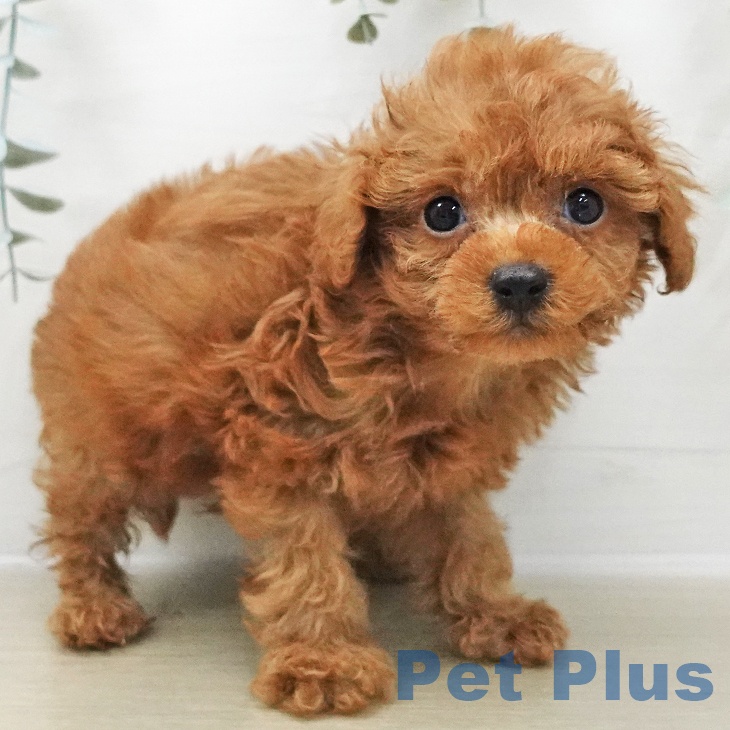 千葉県のトイプードル(トイ) (ペットプラス 成田店/2025年11月2日生まれ/男の子/レッド)の子犬の1枚目の画像