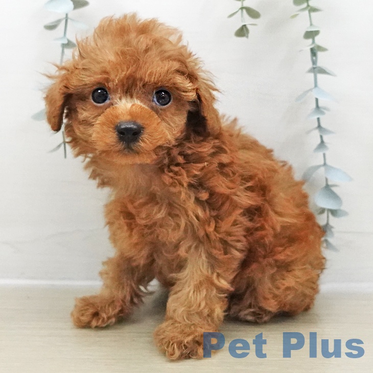 千葉県のトイプードル(トイ) (ペットプラス 成田店/2025年11月2日生まれ/男の子/レッド)の子犬の2枚目の画像