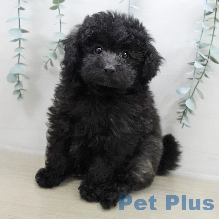 山梨県のトイプードル(トイ) (ペットプラス 甲府昭和店/2025年11月1日生まれ/男の子/ブリンドル)の子犬の1枚目の画像