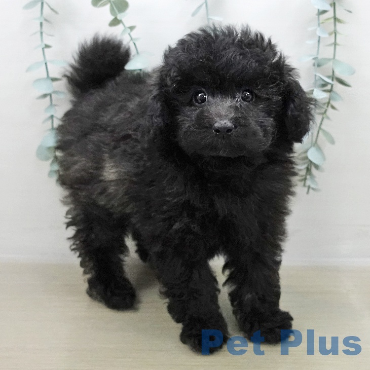 山梨県のトイプードル(トイ) (ペットプラス 甲府昭和店/2025年11月1日生まれ/男の子/ブリンドル)の子犬の2枚目の画像