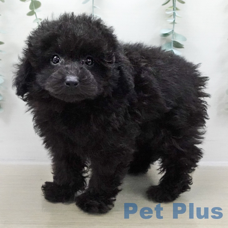 長野県のトイプードル(トイ) (ペットプラス 須坂店/2025年11月1日生まれ/男の子/ブラック)の子犬の1枚目の画像