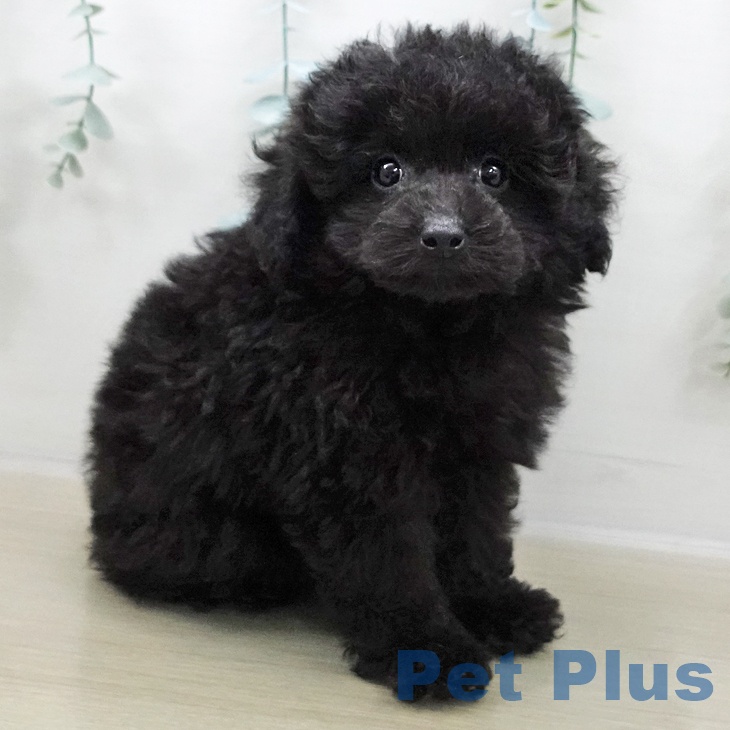 長野県のトイプードル(トイ) (ペットプラス 須坂店/2025年11月1日生まれ/男の子/ブラック)の子犬の2枚目の画像